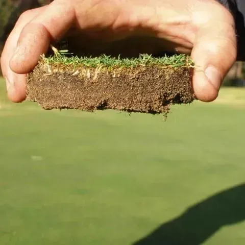 thumbnail for publication: Nematode Management on Athletic Fields